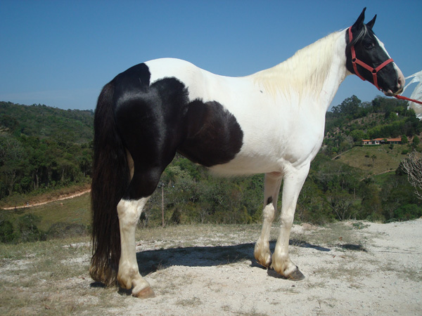 PÉROLA NEGRA