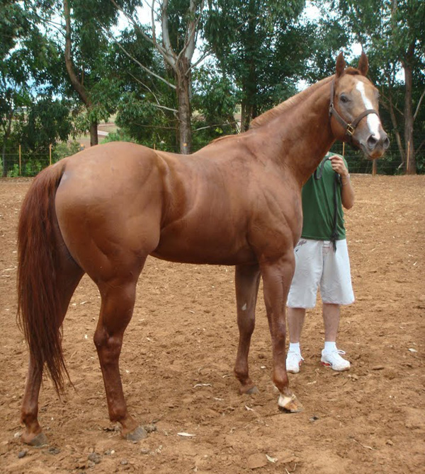 FLYING CHARM SLN