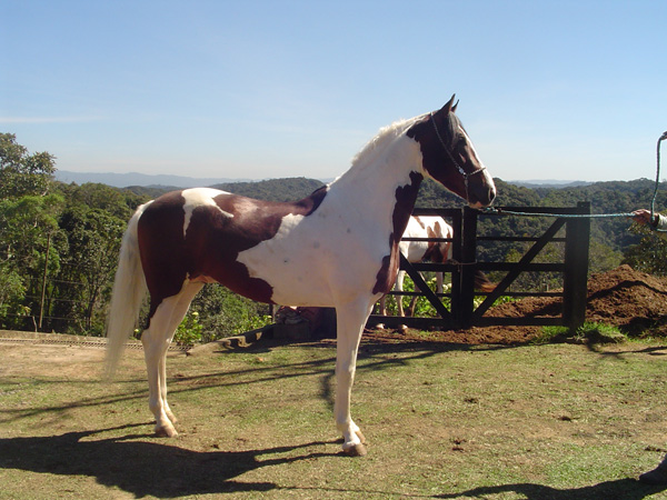 SABRE DA NORMA