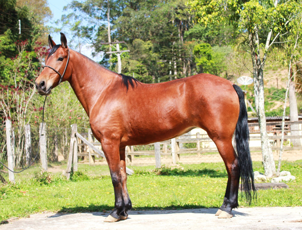 PANTERA DO RASF