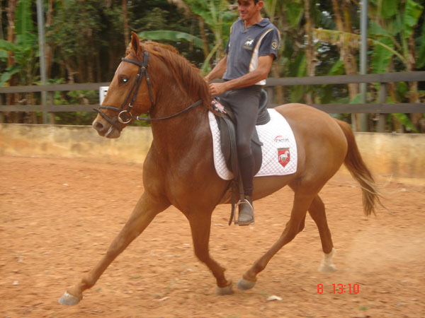 ERAGON DA PALMA REAL