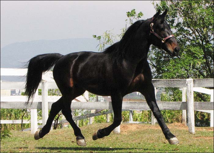 CHUCARO ALTHEA COIRON