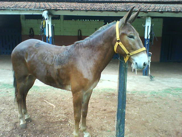 LICOR