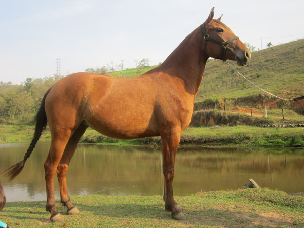 DONDOKA DO RANCHO MACAL