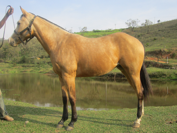 ZAFIRA WOOD