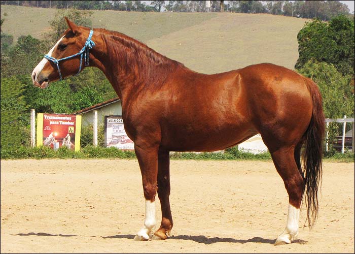 AZALÉIA DA REATA