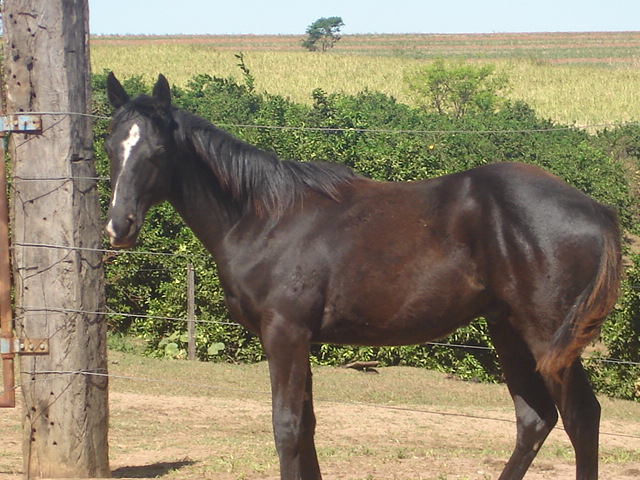 SANTIAGO REBELL TIMES