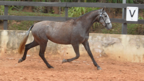 ESPUMA DR