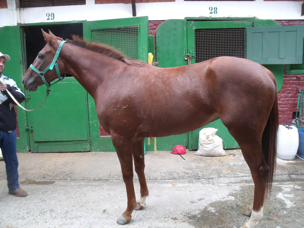 ESTRELA HOLZMEITER