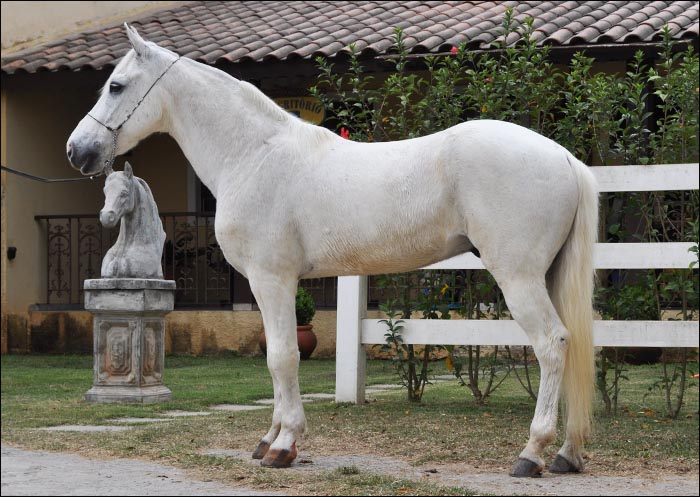 CICLONE