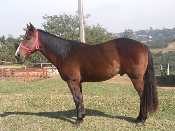 QUIZAR SOUL JAY