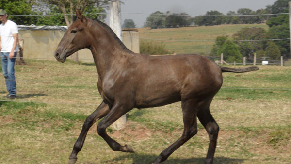 GALANTE DA ANDALUZIA