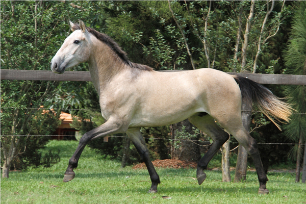 DAIQUI DR