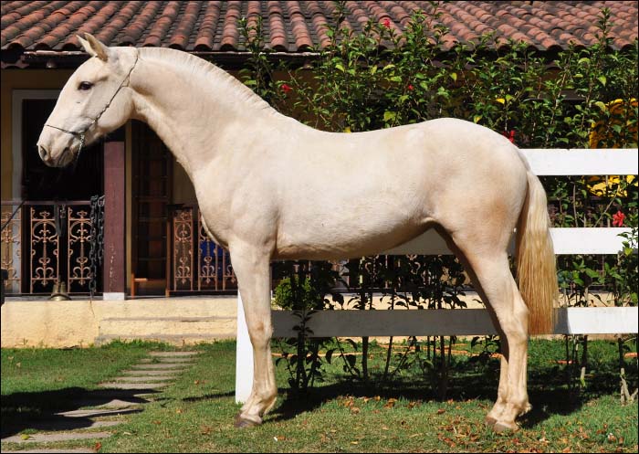 FEITICIERA SCA