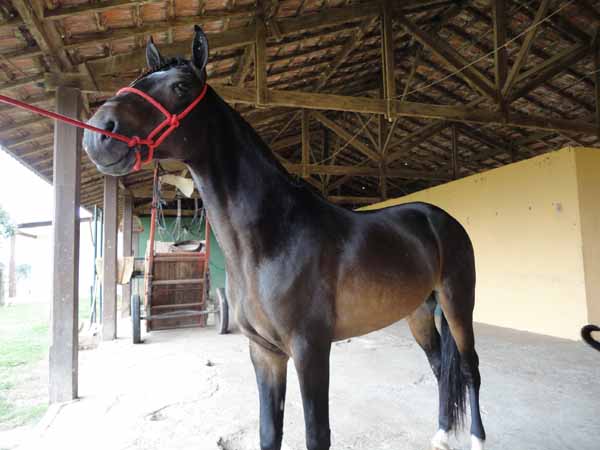 FUMAÇA