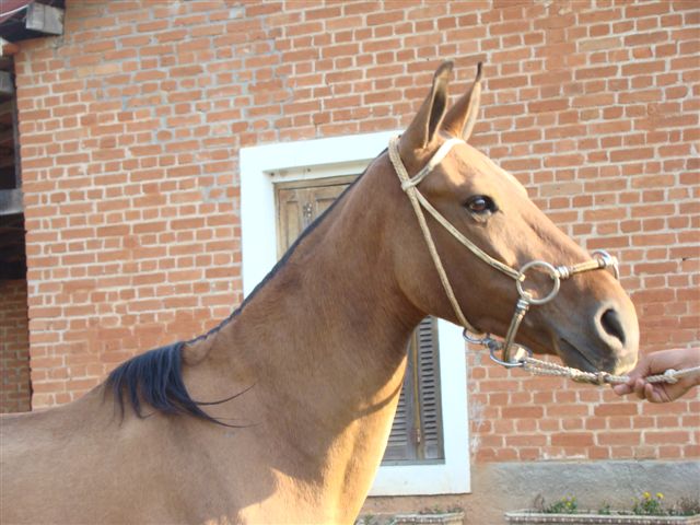 CINDERELA TB