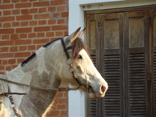 ONÇA