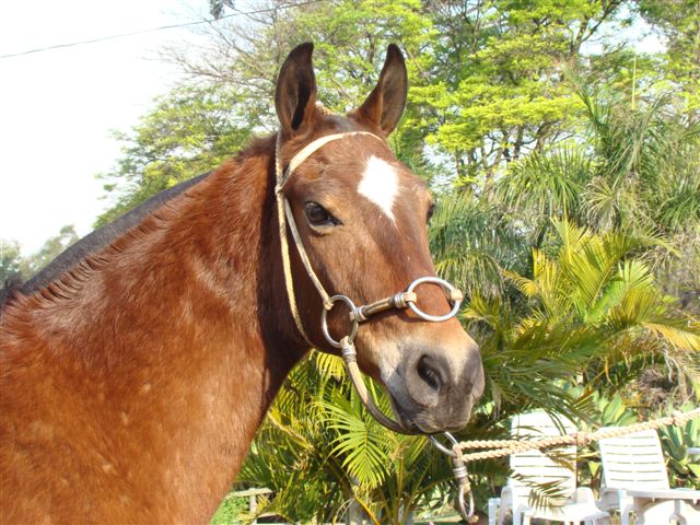 ZORRO DE PILAR