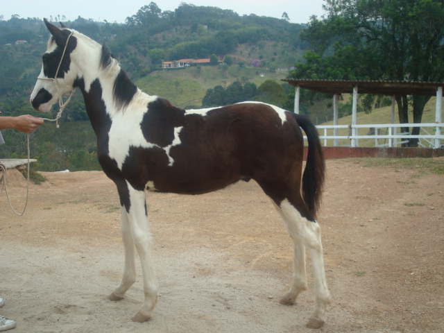 ENCANTO DA NOVA ERA