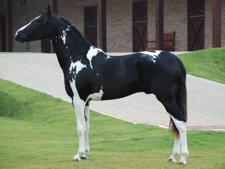 GLADIADOR DE NHANDEARA