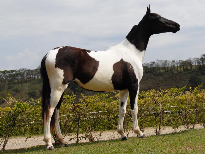 MARAVILHOSA DO FÊ R.M.