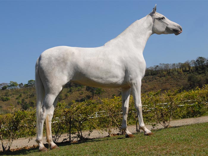 Q'BELLA DO ZOO