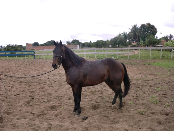 TALENTO POCO GRAY