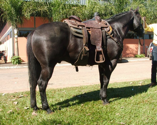 MR AVALON ZORRERO