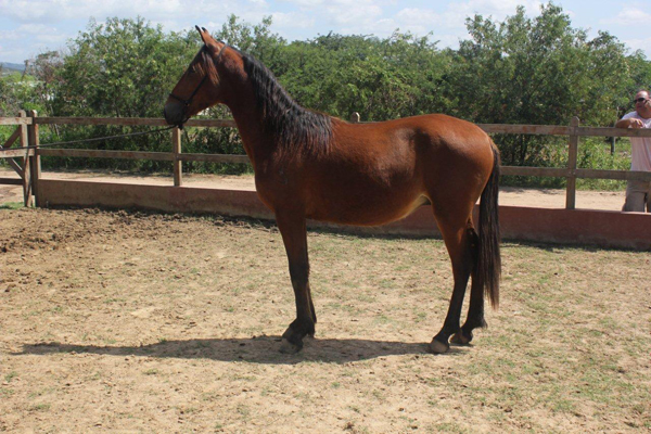 ORVALHO DA PEDRA VERDE