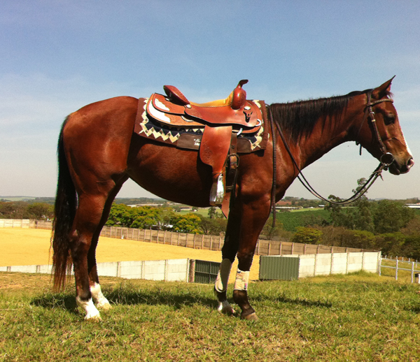 DUAL CHELO RLE