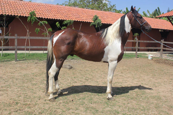 DESAFIO MARAVILHA