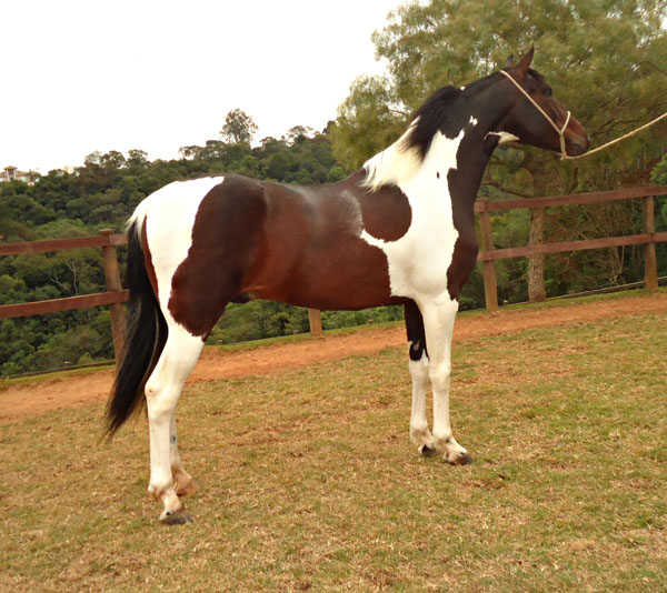 EROS PLANET HORSE