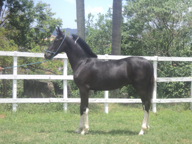 NOTAVEL R.M.