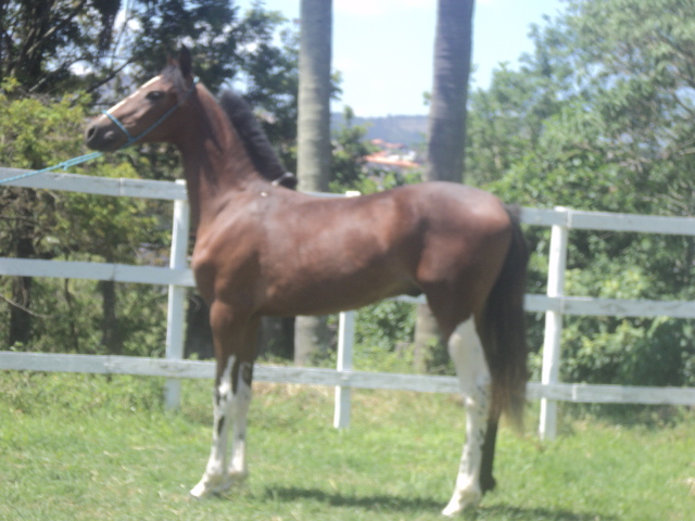 NOCIVO R.M.