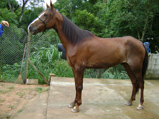 DARTANHA BZ