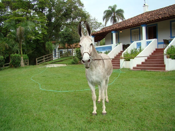 CONDE DE INDAIATUBA