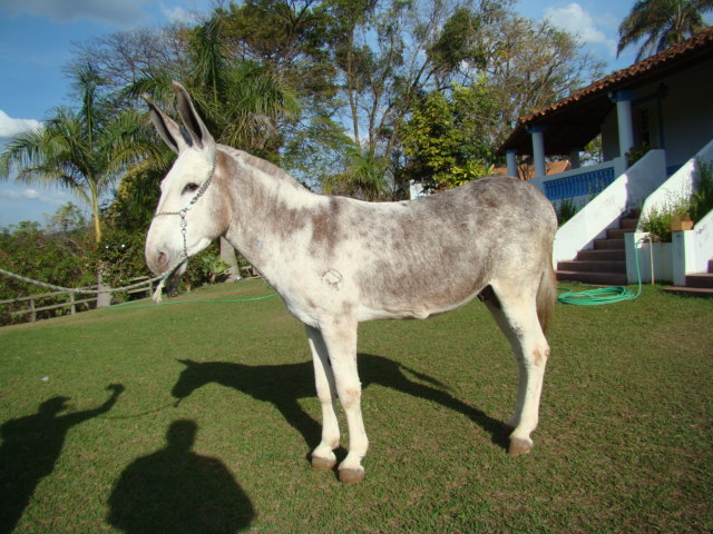 JATOBÁ TB