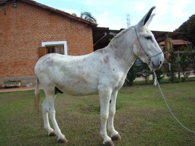 PEDREIRA TB