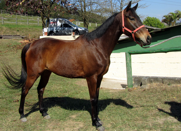RASHKA (ISET-A-BELA)