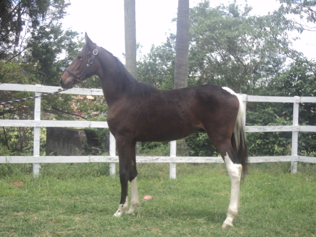 GALILEO DO LUTY