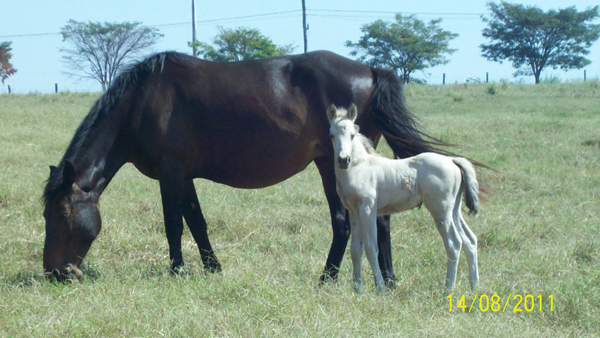 TARI LITTLE DUNIT