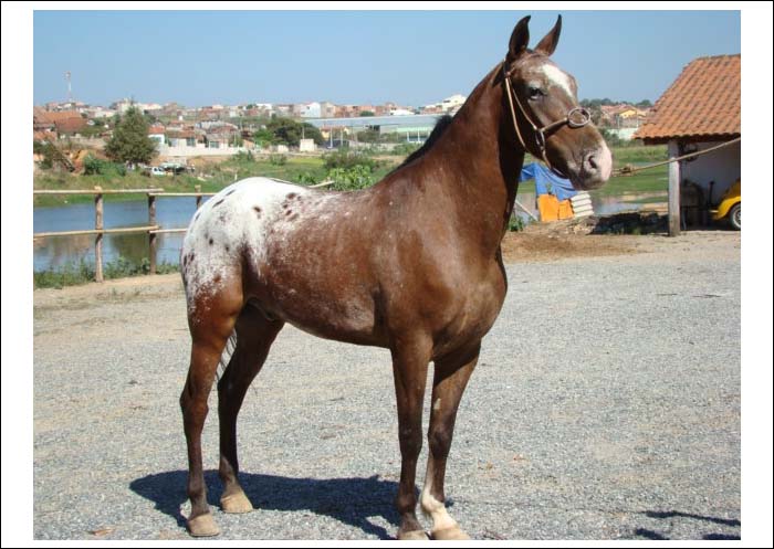 COMANCHE TB