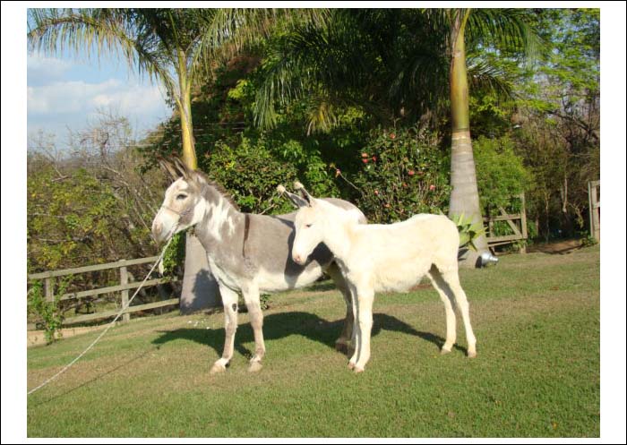 THALITA TB