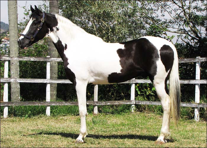 NATIVO FONTE NC