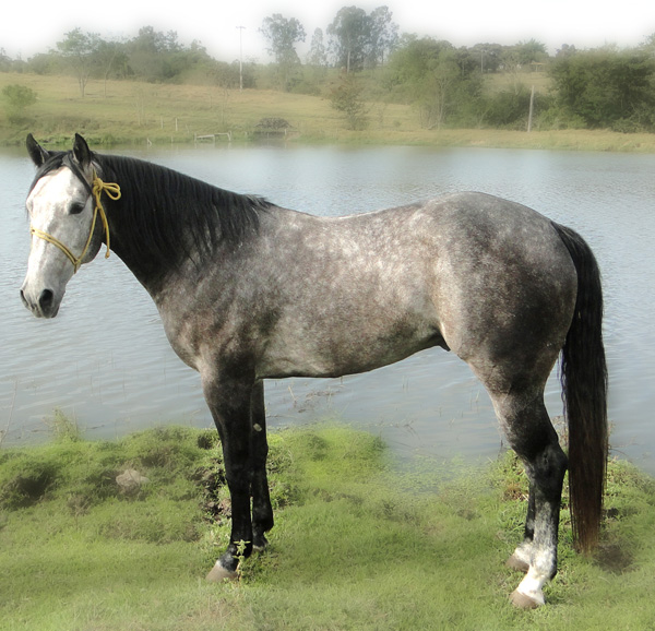 GRAY TARI ZORRERO