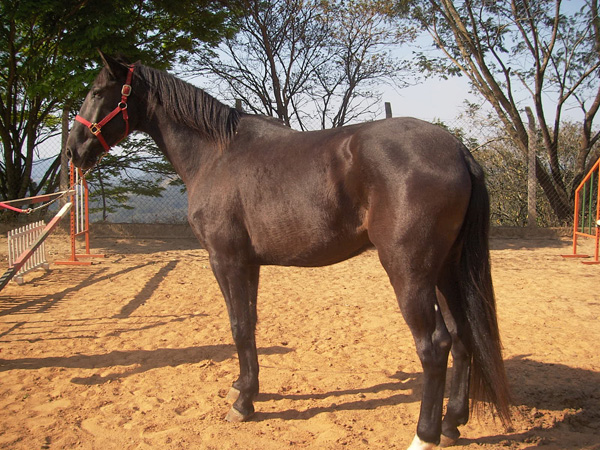 ZIMBABUWE COMANDO SN