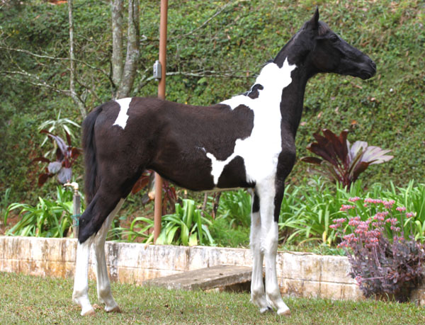 COLORADO DO FQJ