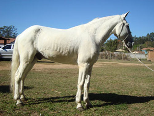 GOIANO