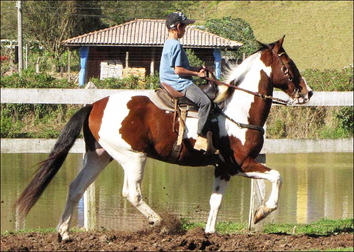 APACHE DO ARANHA