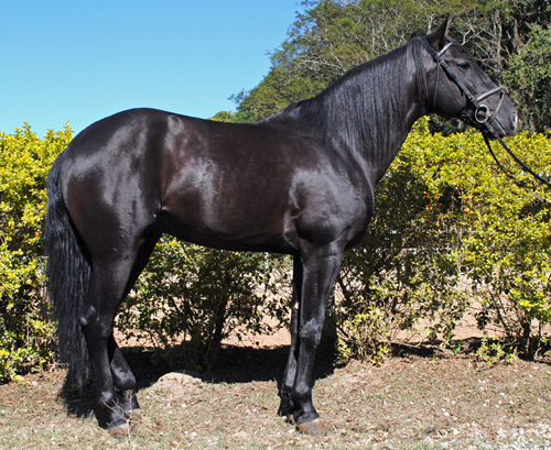 COLOSSO DE ALPA